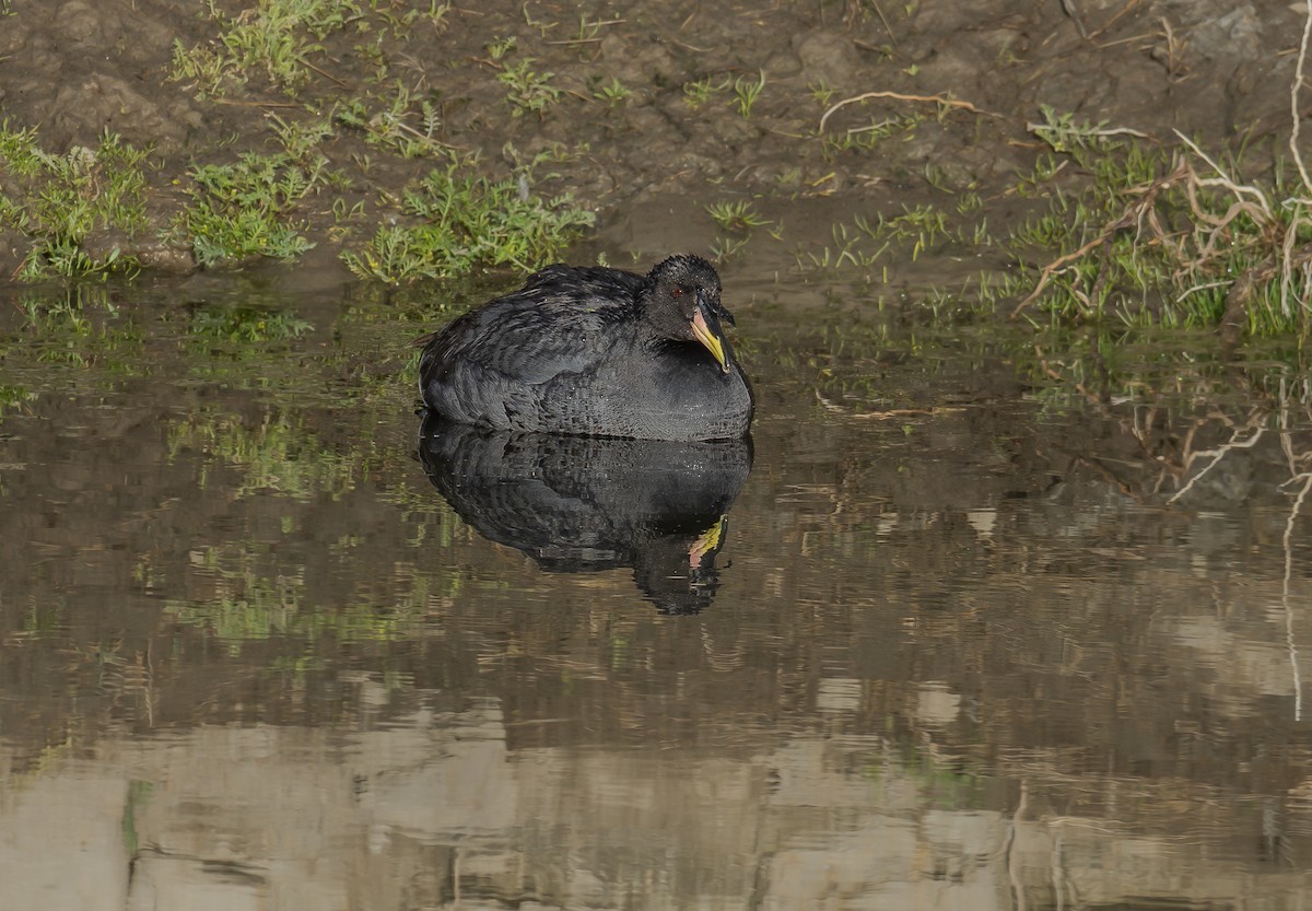 Horned Coot - Alex Luna