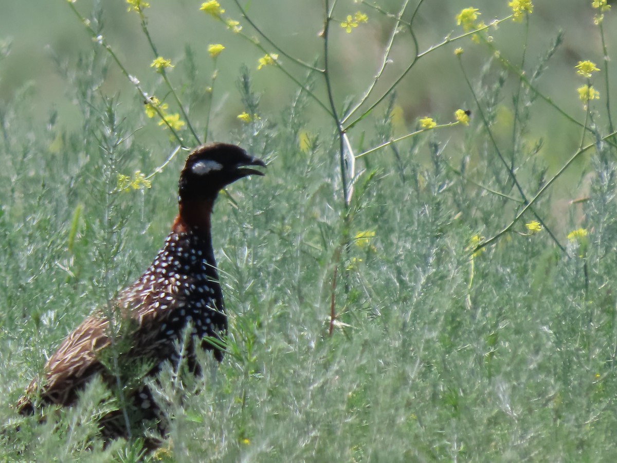 Black Francolin - ML619513210