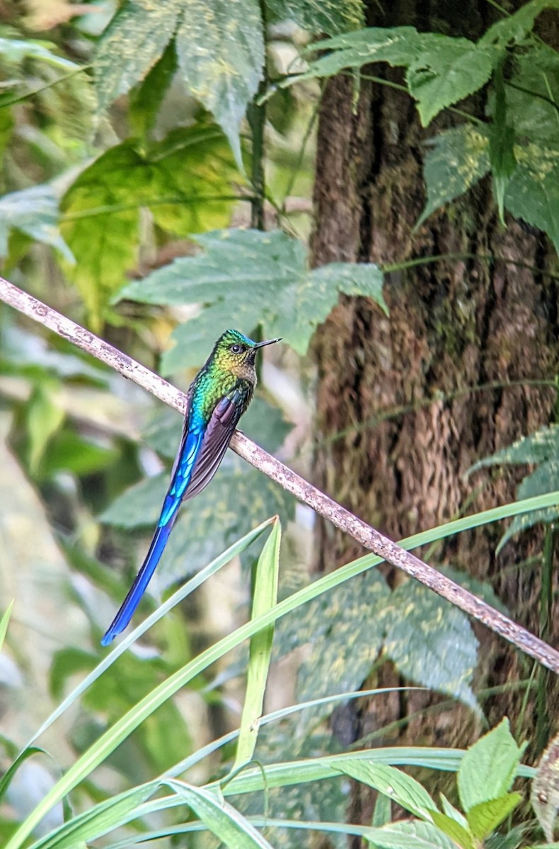 Violet-tailed Sylph - Reder Daughenbaugh