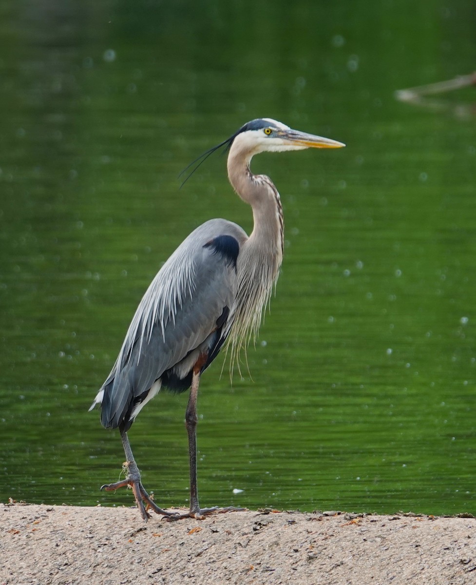 Great Blue Heron - Brian Lineaweaver