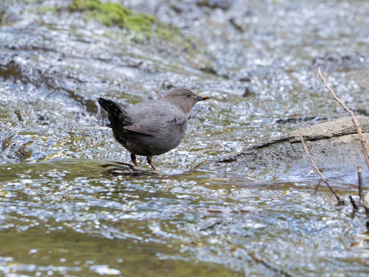 American Dipper - Todd Ramsden