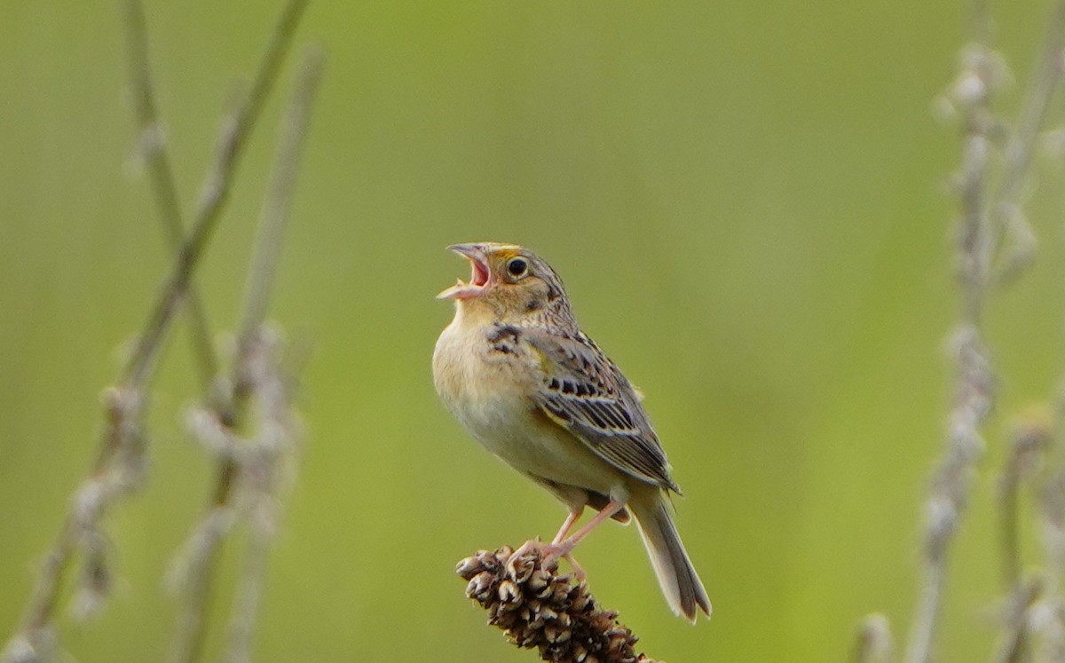 Grasshopper Sparrow - Kathryn Kay