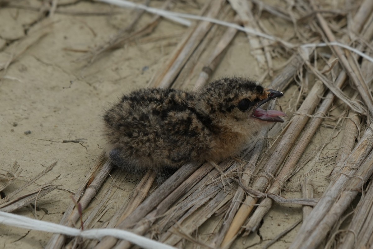 Oriental Pratincole - 東展 吳