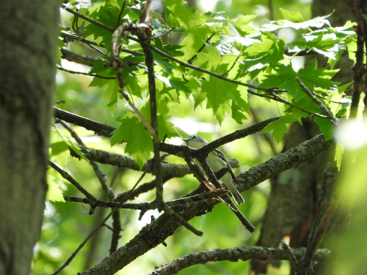 vireo sp. - Marcie  Jacklin