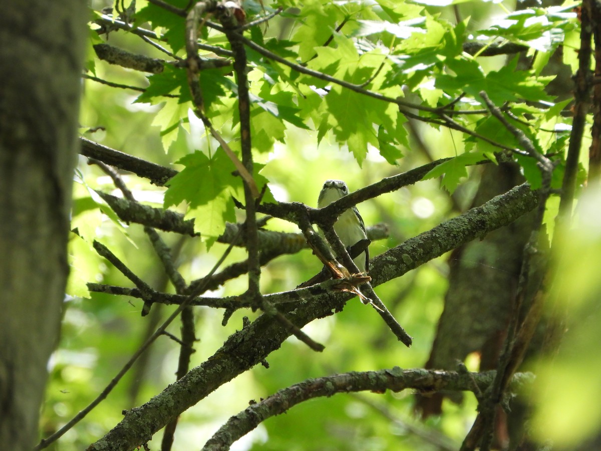 vireo sp. - Marcie  Jacklin