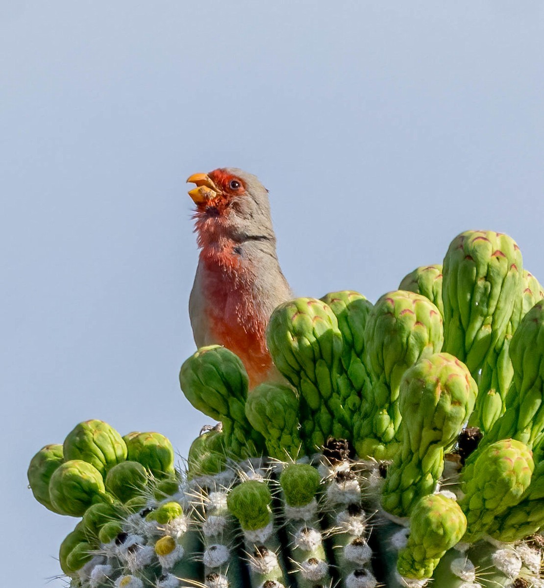 Pyrrhuloxia - Eric Bodker