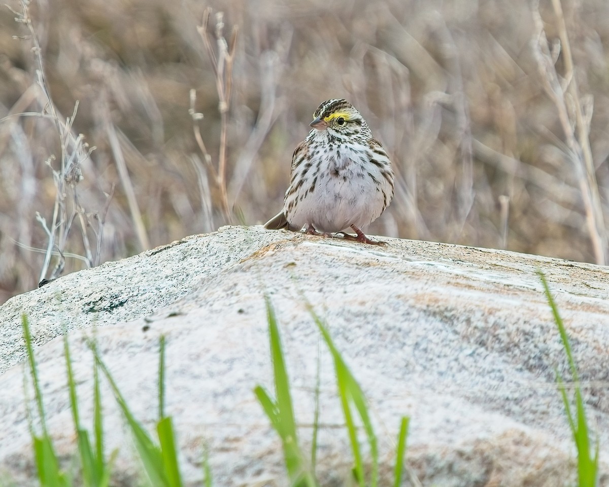 Savannah Sparrow - Frank Letniowski