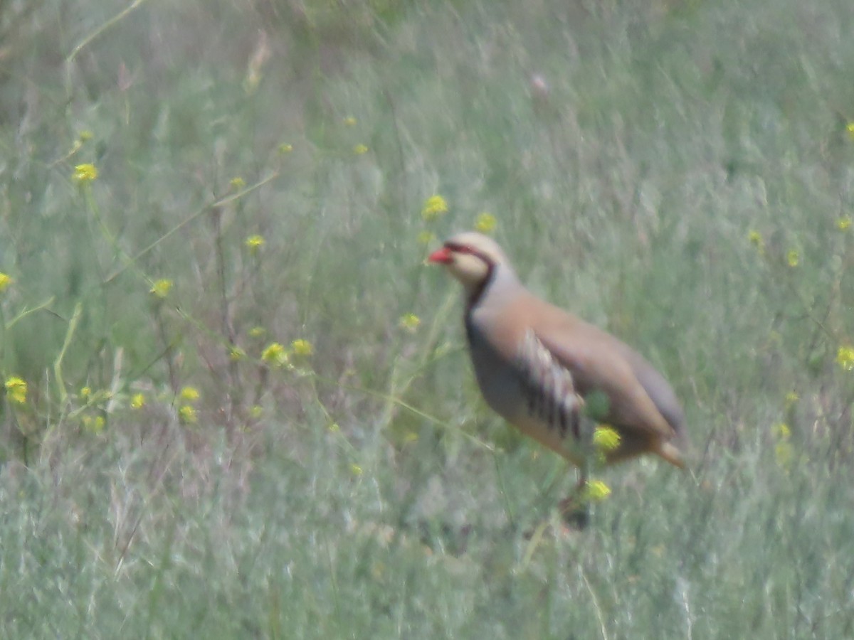 Chukar - Doug Kibbe