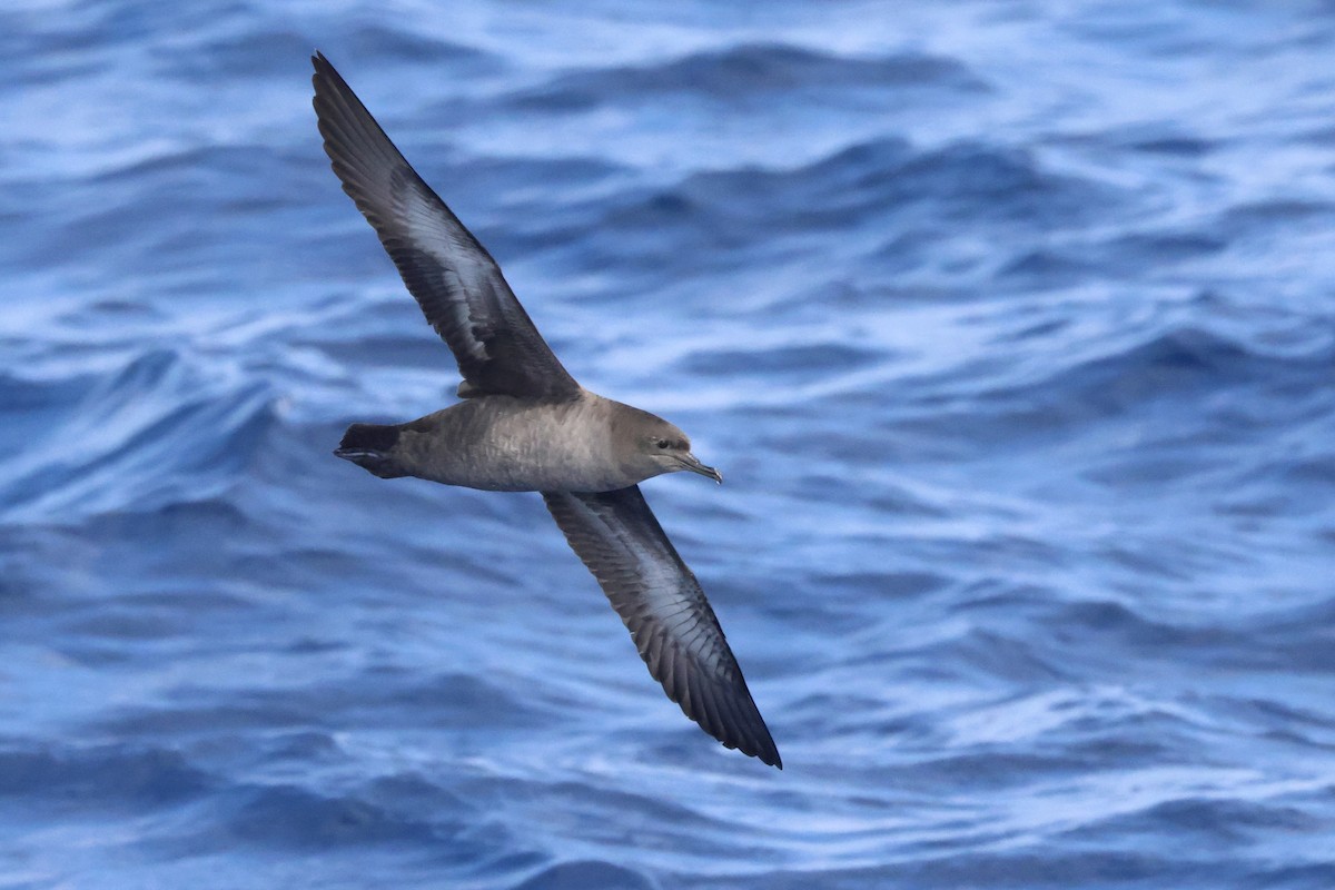 Sooty Shearwater - Michael McCloy