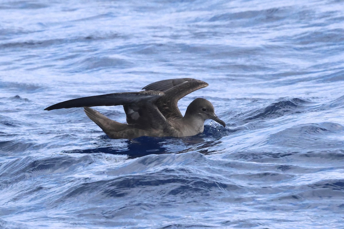 Sooty Shearwater - Michael McCloy