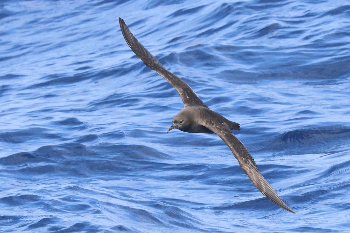 Sooty Shearwater - Michael McCloy