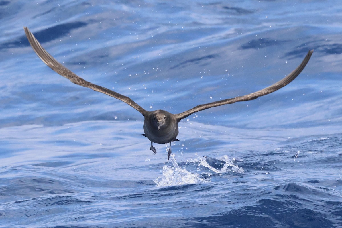 Sooty Shearwater - Michael McCloy