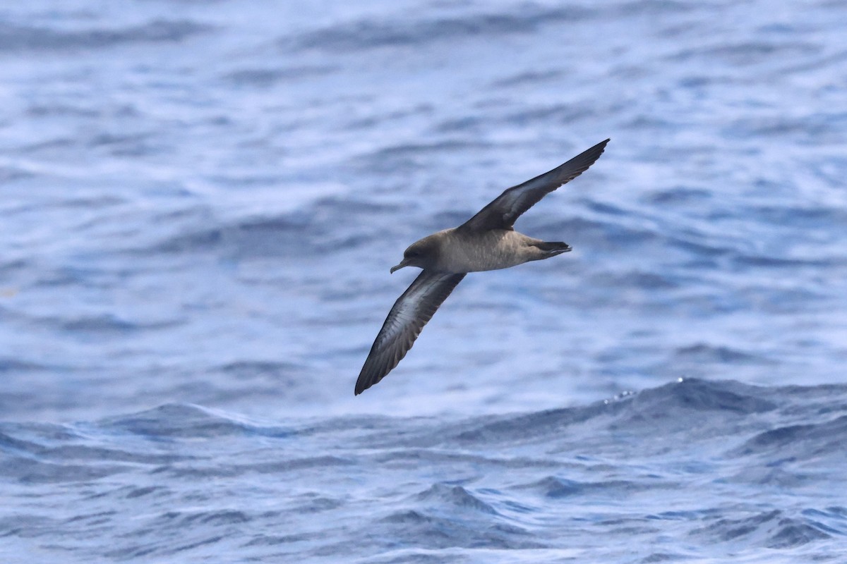 Sooty Shearwater - Michael McCloy