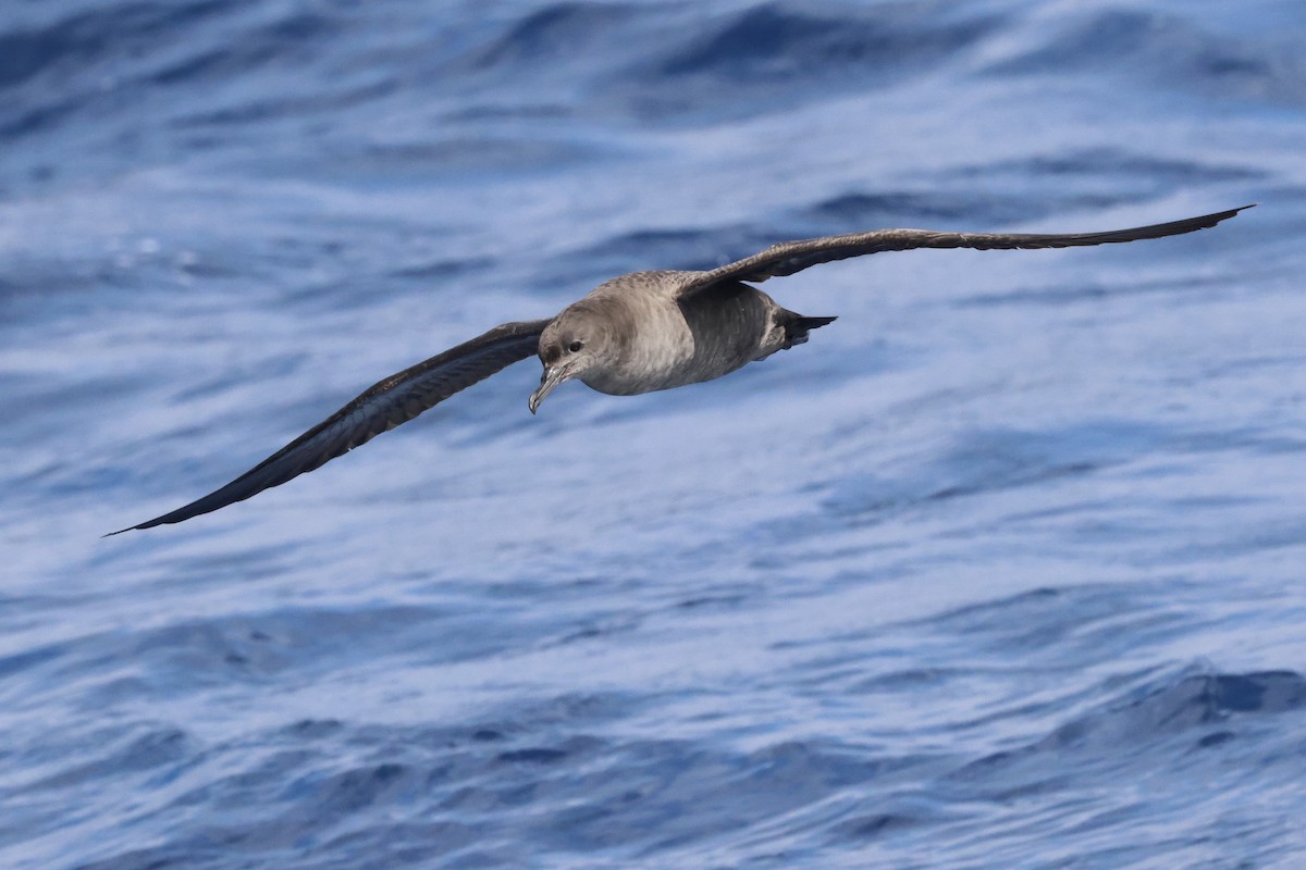 Sooty Shearwater - Michael McCloy