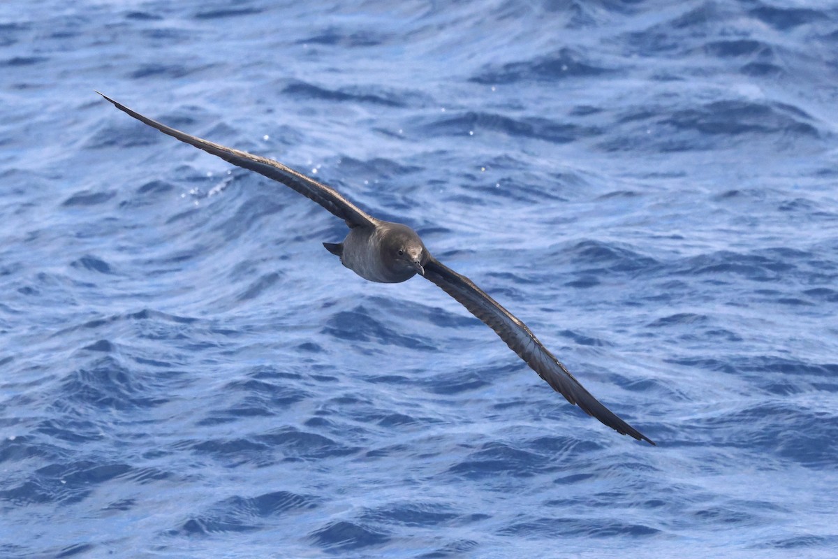 Sooty Shearwater - Michael McCloy