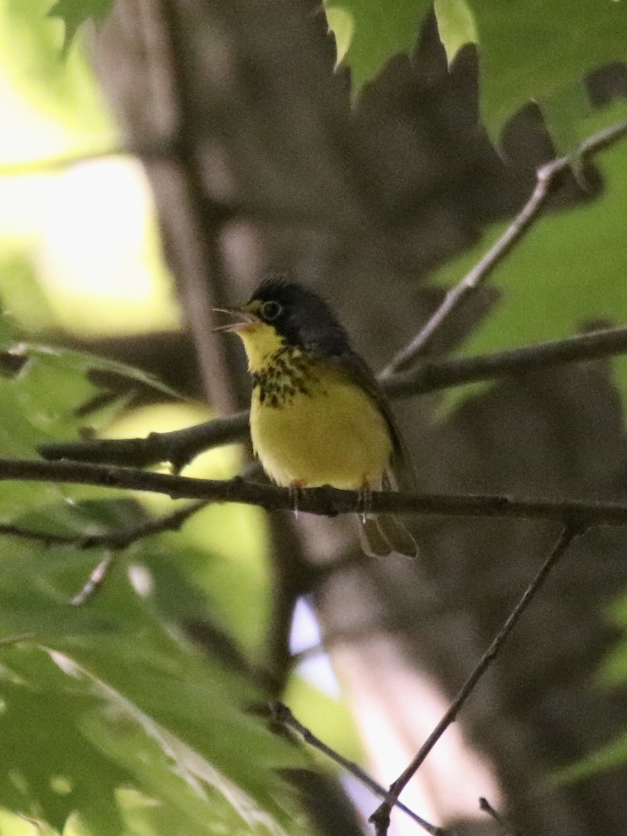 Canada Warbler - Tristan Boyd