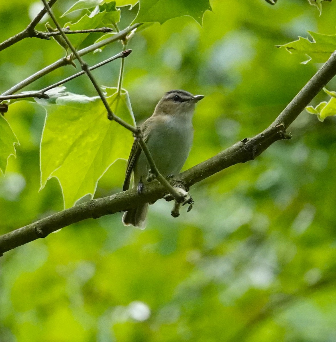 Red-eyed Vireo - Brian Lineaweaver