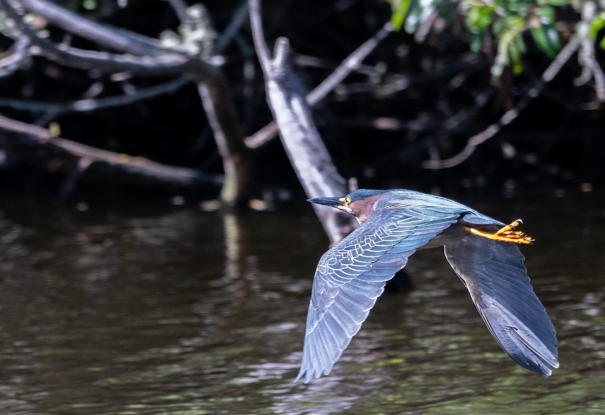 Green Heron - Herb Elliott