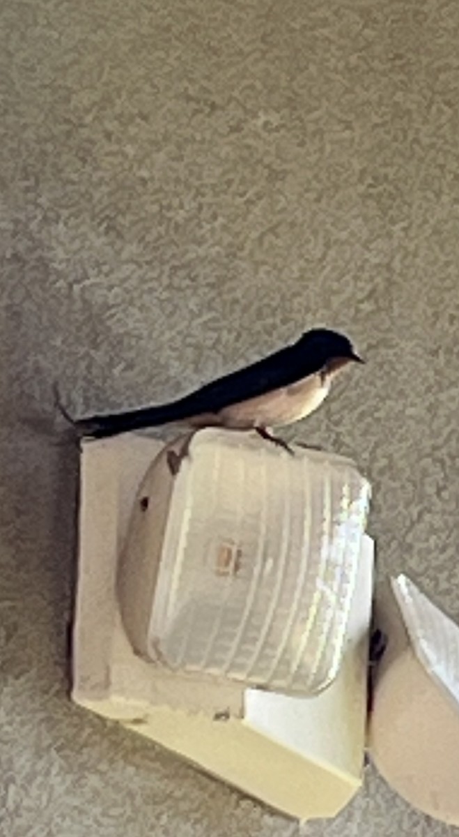 Barn Swallow - Kathy Pourciau