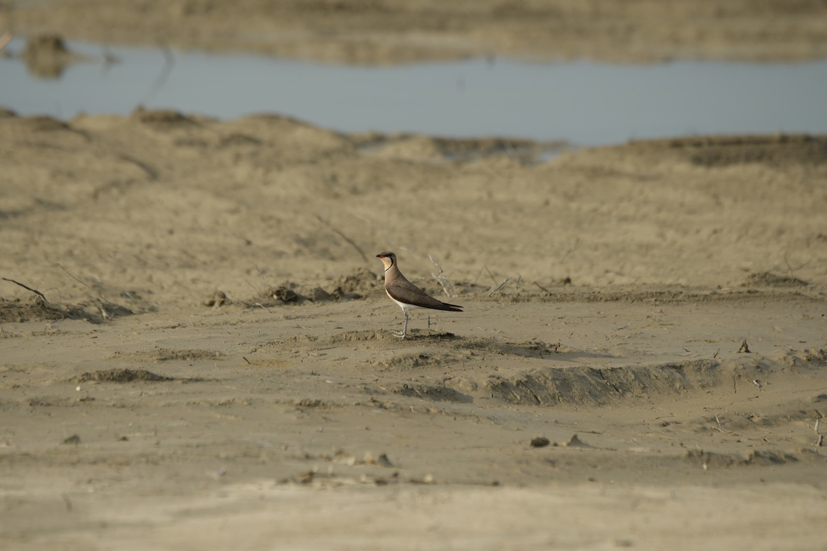 Oriental Pratincole - 東展 吳