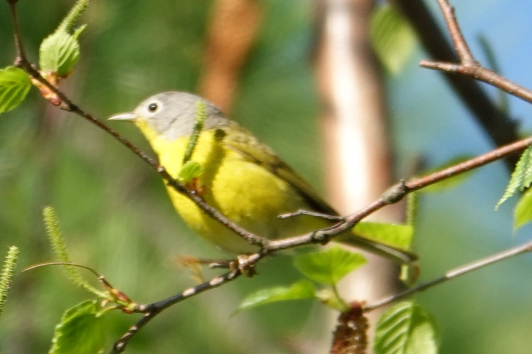 Nashville Warbler - Dave Hanscom