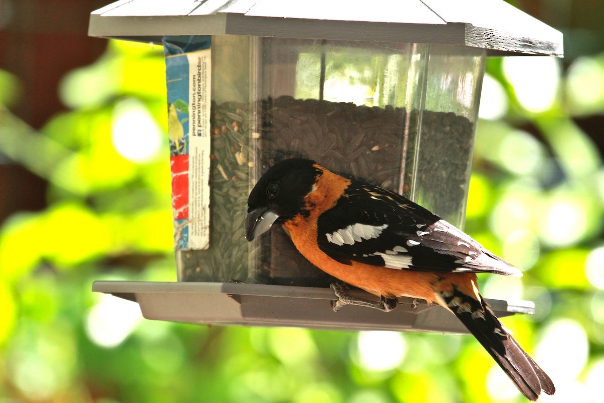 Black-headed Grosbeak - Jesse Pline