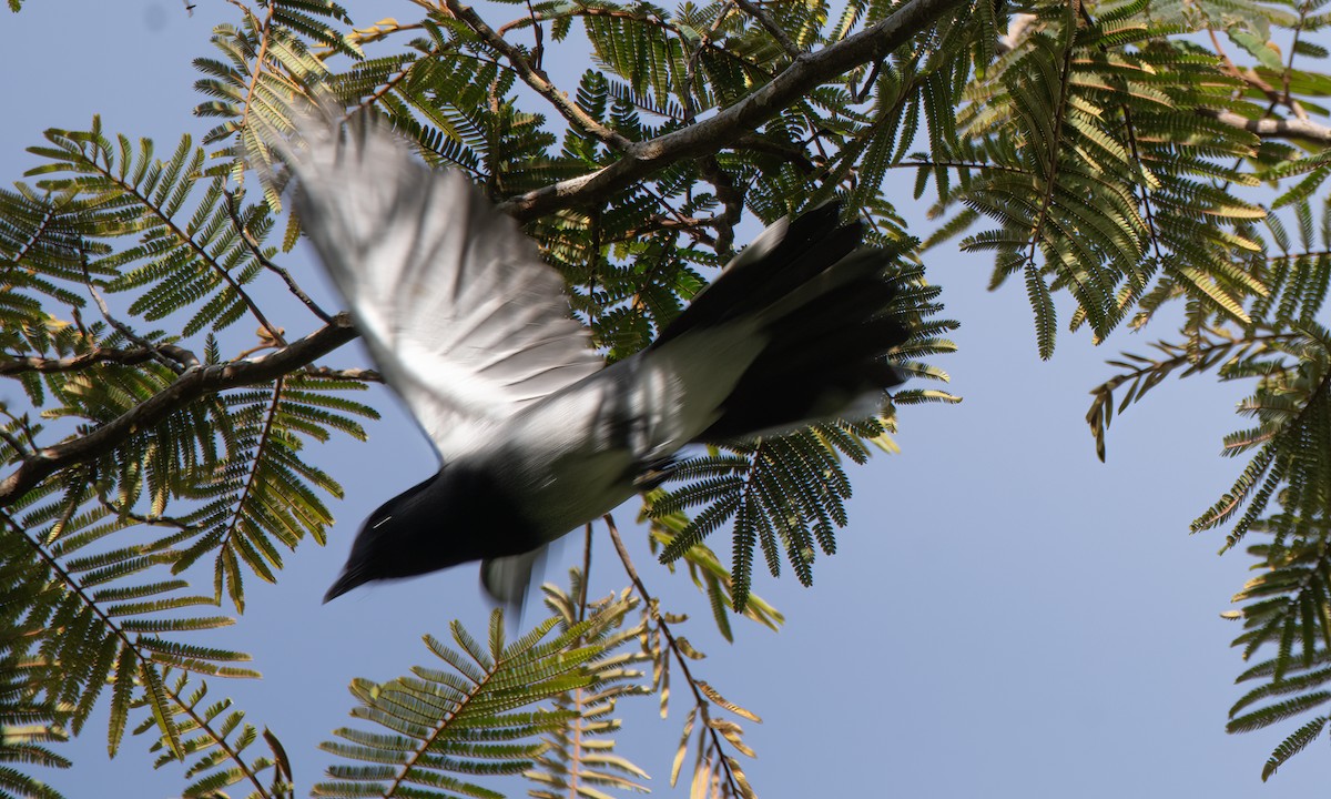 McGregor's Cuckooshrike - ML619513260