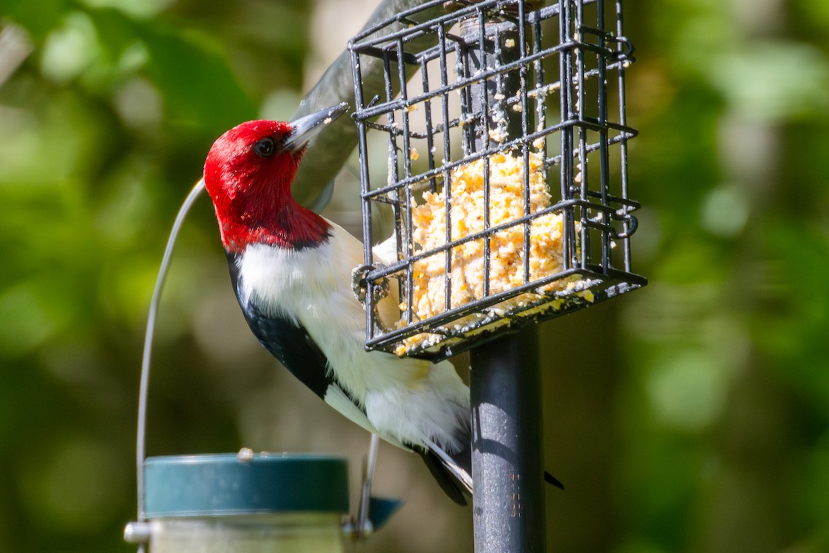 Red-headed Woodpecker - Peter Hinow