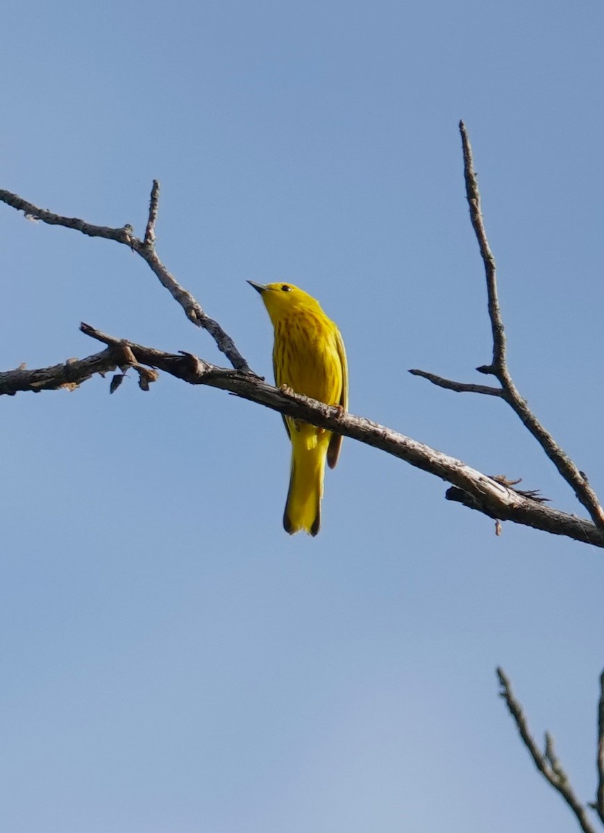 Yellow Warbler - Brian Lineaweaver