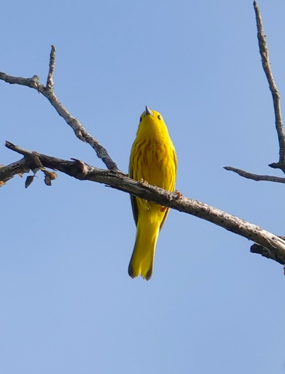 Yellow Warbler - Brian Lineaweaver