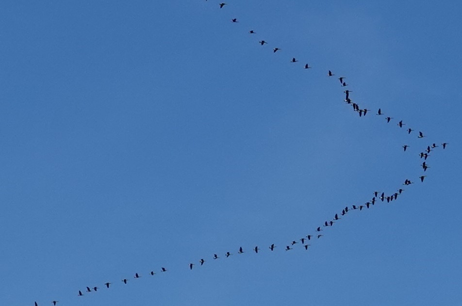 Canada Goose - Dave Hanscom