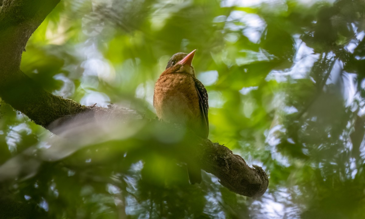 Blue-capped Kingfisher - ML619513272