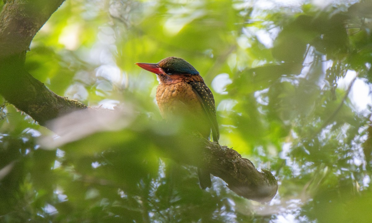 Blue-capped Kingfisher - ML619513275