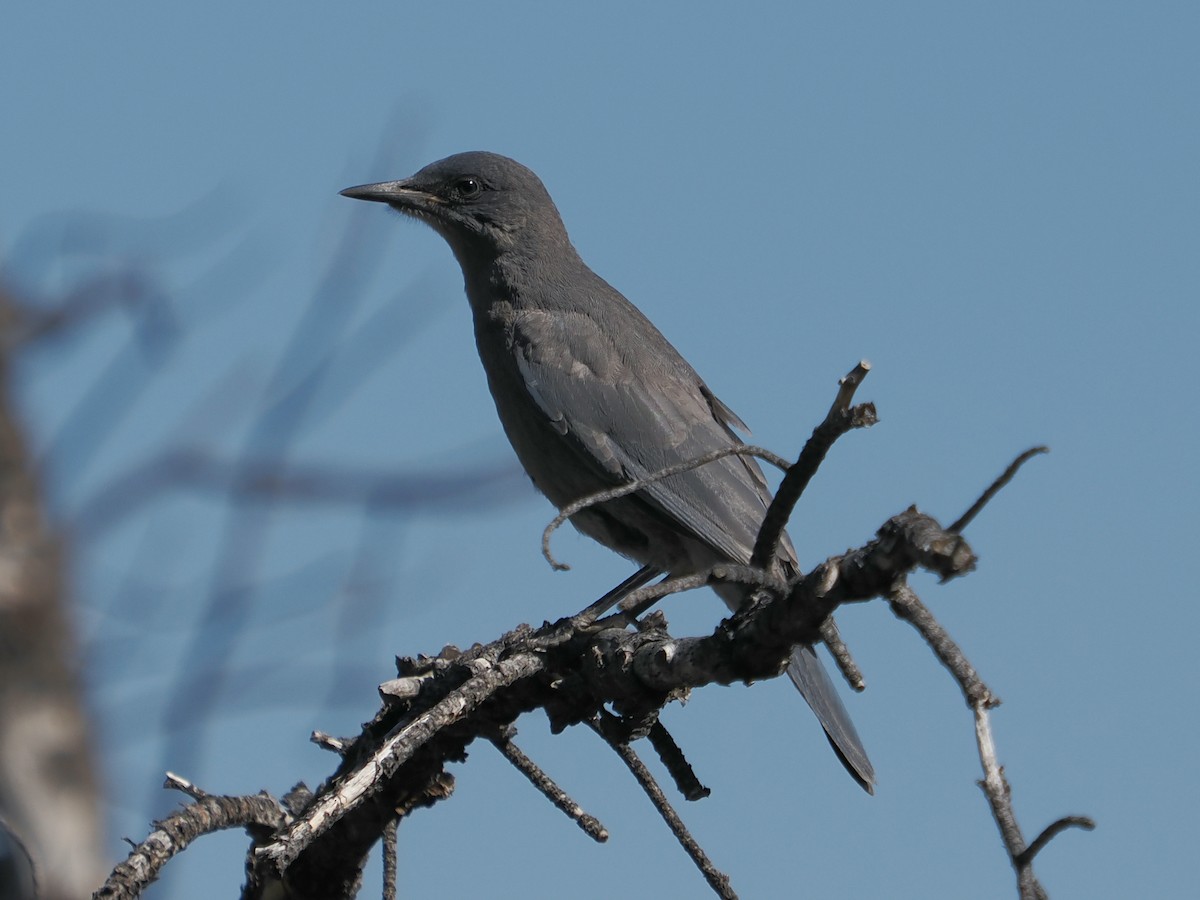 Pinyon Jay - Jack Wickel