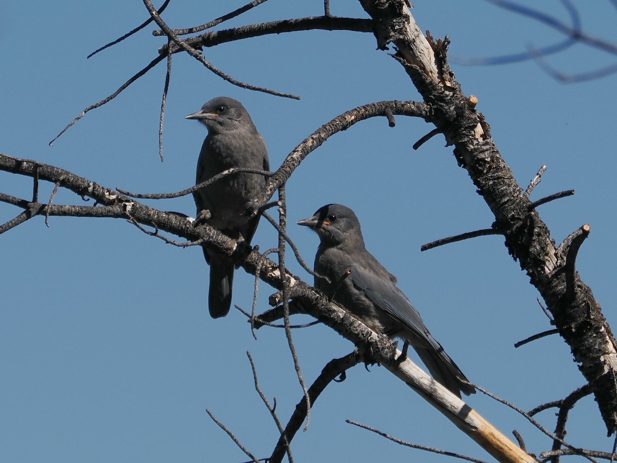 Pinyon Jay - Jack Wickel