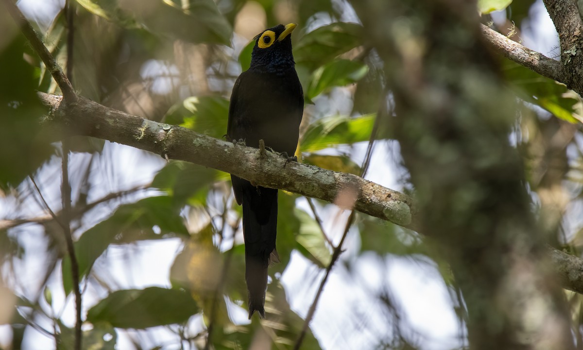 Miná de Mindanao - ML619513287