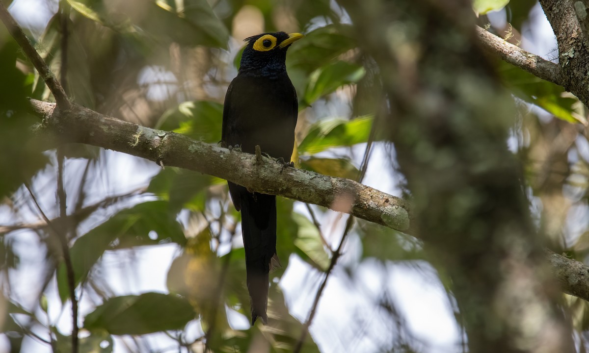 Apo Myna - Koren Mitchell