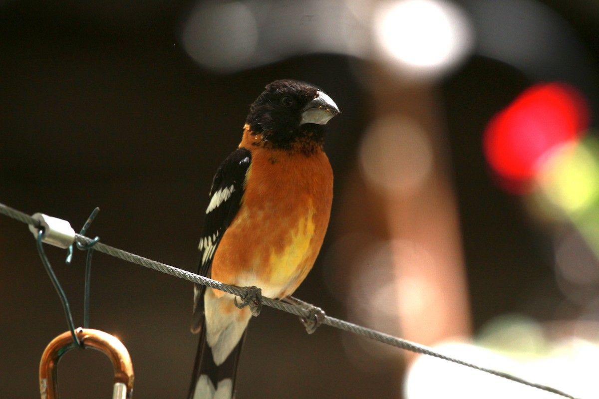 Black-headed Grosbeak - Jesse Pline