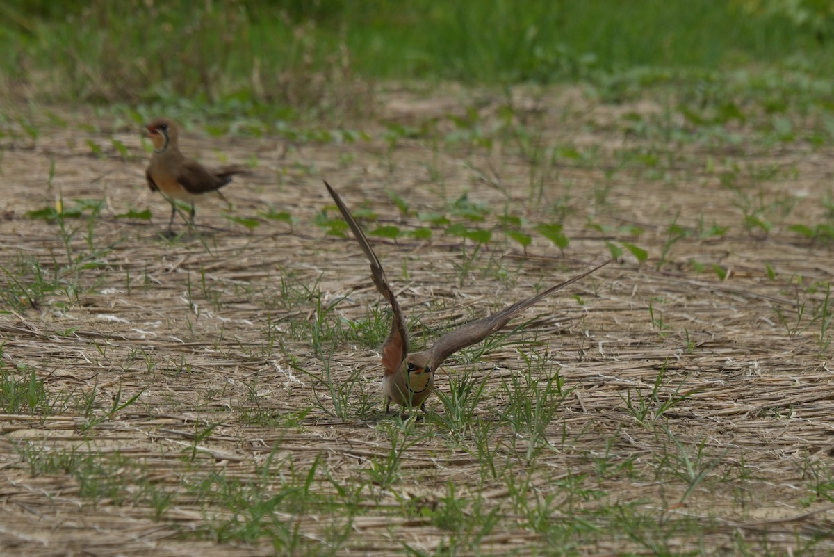 Oriental Pratincole - 東展 吳