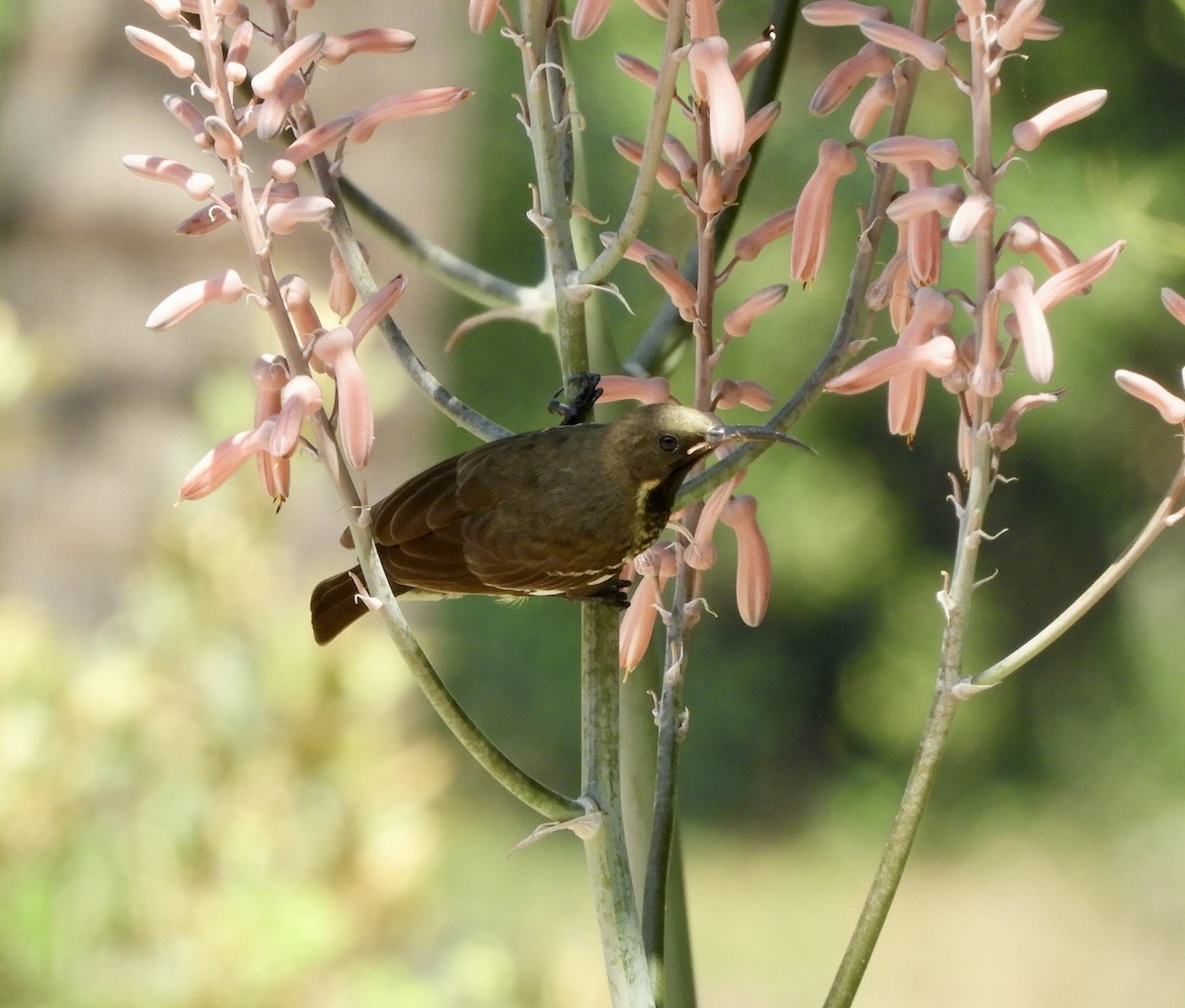 Suimanga Pechiescarlata - ML619513293