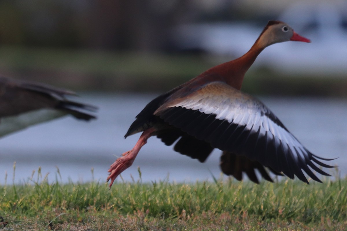 Black-bellied Whistling-Duck - Eric DeFonso 🦑