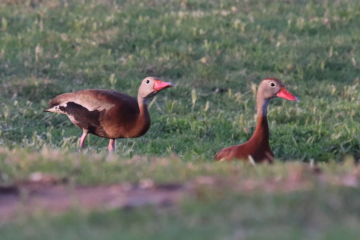 Black-bellied Whistling-Duck - Eric DeFonso 🦑