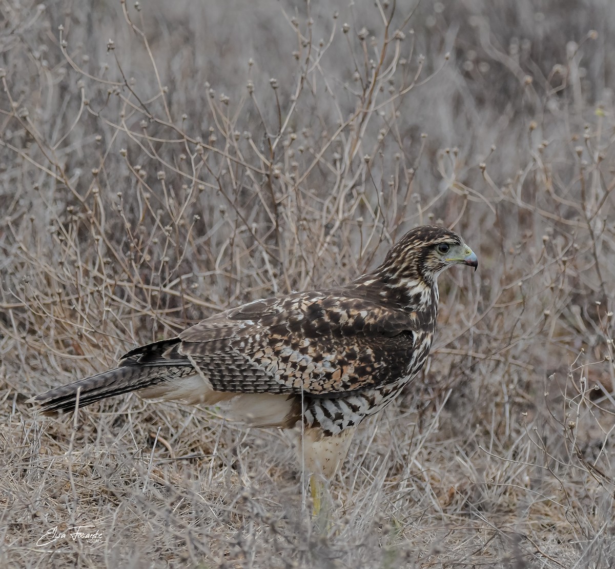 Harris's Hawk - ML619513306