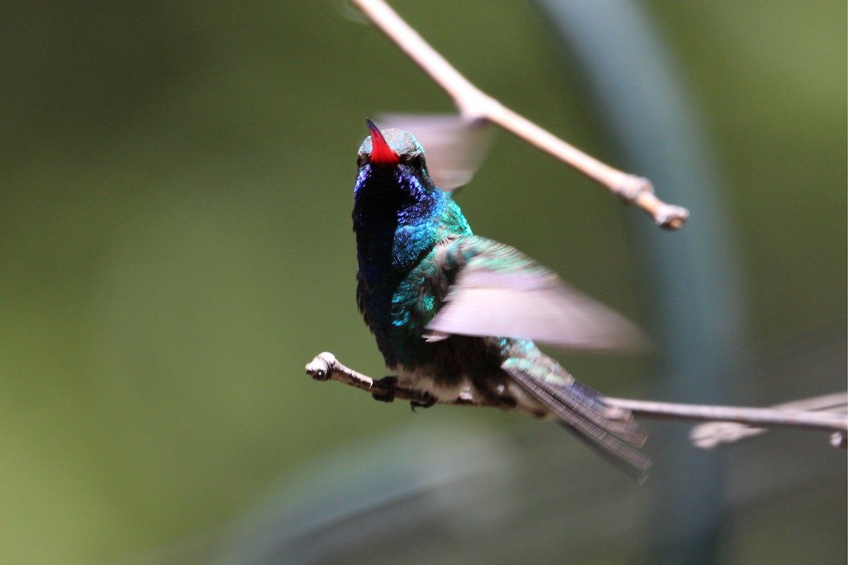 Broad-billed Hummingbird - Jesse Pline