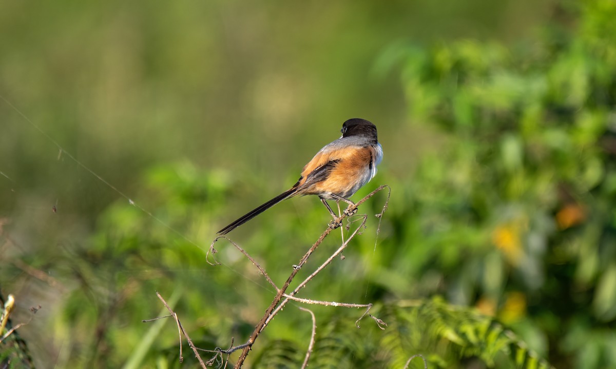 Long-tailed Shrike - Koren Mitchell