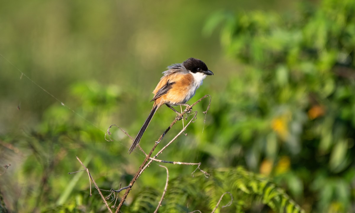 Long-tailed Shrike - Koren Mitchell