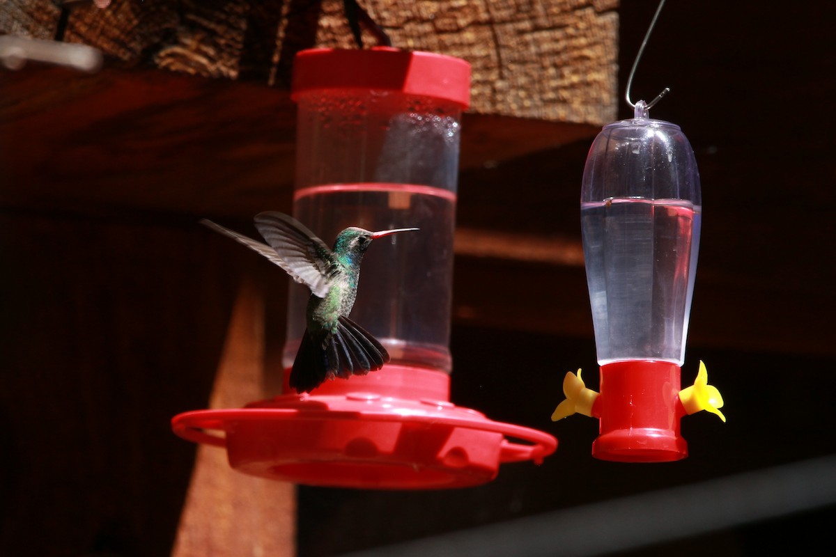 Broad-billed Hummingbird - Jesse Pline