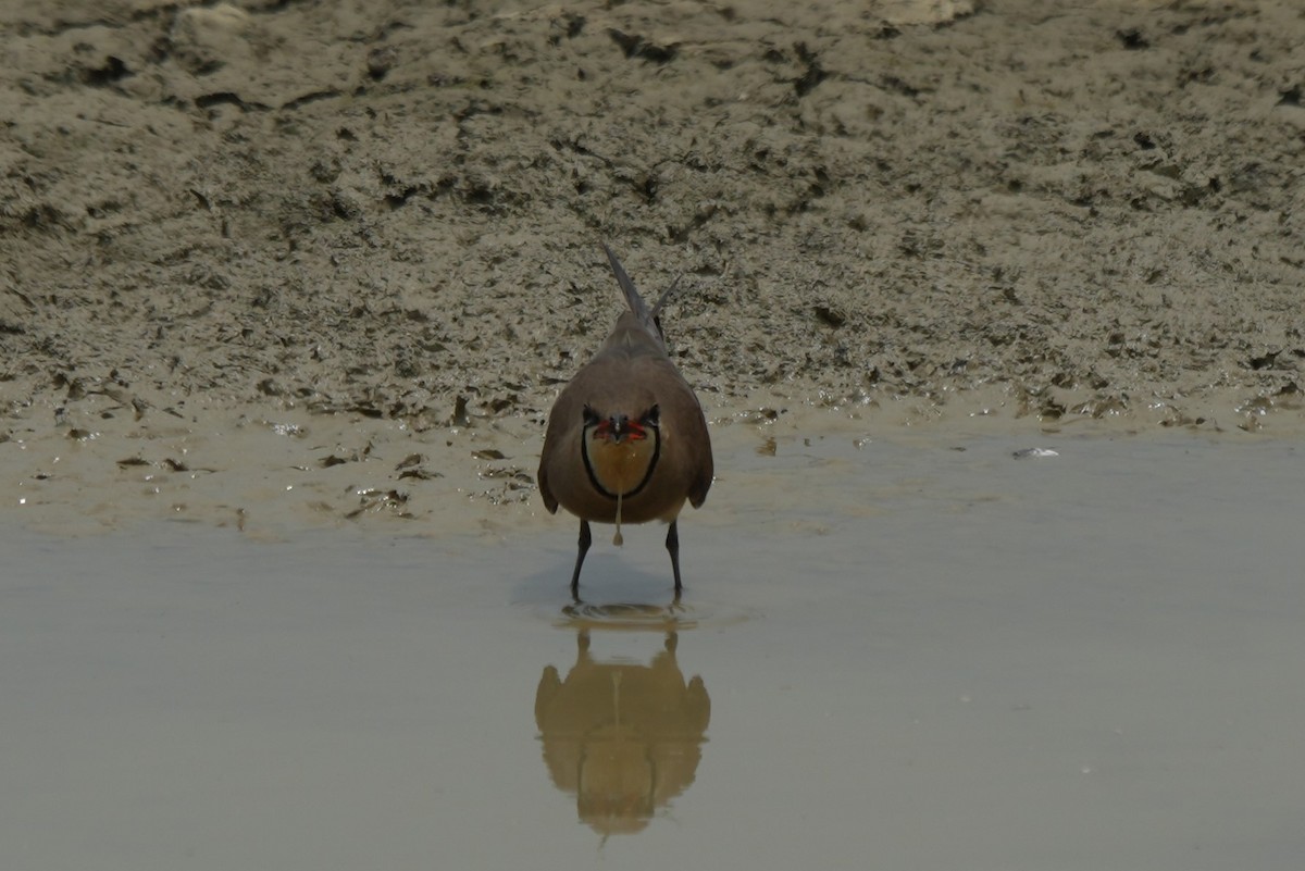 Oriental Pratincole - 東展 吳