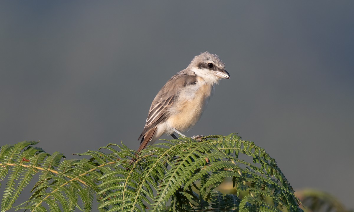 Brown Shrike - Koren Mitchell