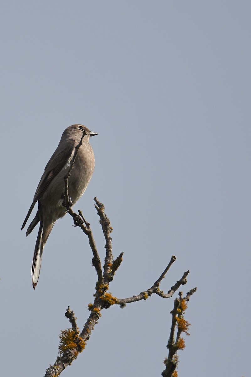 Townsend's Solitaire - Judith Rowen